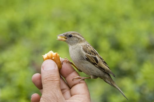 Sparrows being hand fed near Notre Dame de Paris, France