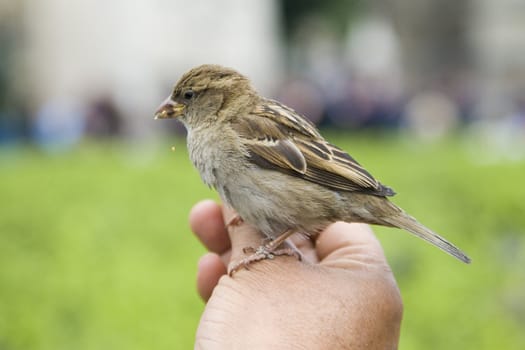 Sparrows being hand fed near Notre Dame de Paris, France