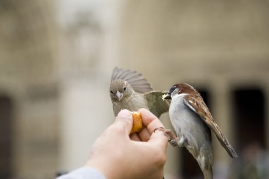 Sparrows being hand fed near Notre Dame de Paris, France