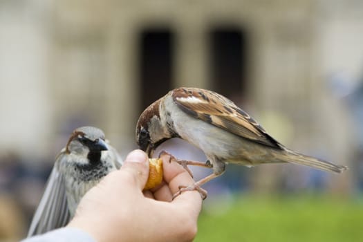 Sparrows being hand fed near Notre Dame de Paris, France