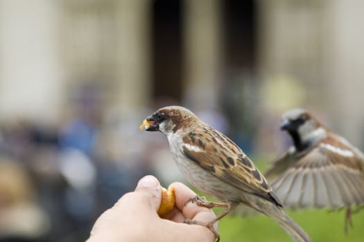 Sparrows being hand fed near Notre Dame de Paris, France