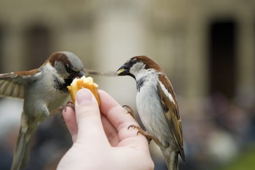 Sparrows being hand fed near Notre Dame de Paris, France