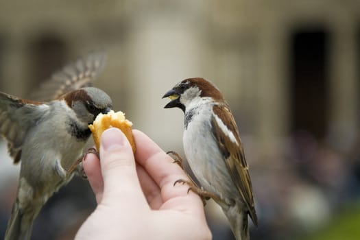 Sparrows being hand fed near Notre Dame de Paris, France