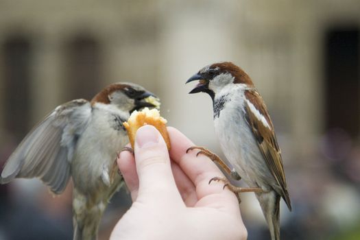 Sparrows being hand fed near Notre Dame de Paris, France