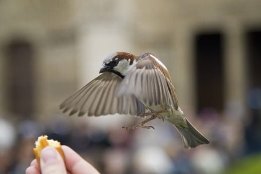 Sparrows being hand fed near Notre Dame de Paris, France