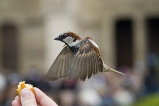 Sparrows being hand fed near Notre Dame de Paris, France