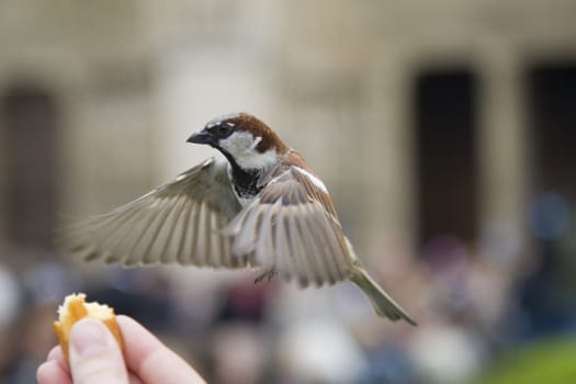 Sparrows being hand fed near Notre Dame de Paris, France