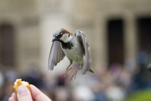 Sparrows being hand fed near Notre Dame de Paris, France