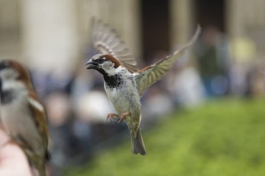 Sparrows being hand fed near Notre Dame de Paris, France