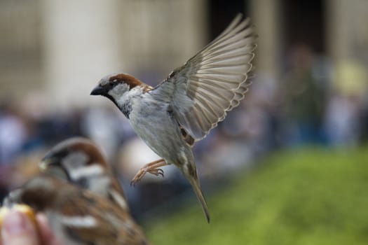 Sparrows being hand fed near Notre Dame de Paris, France