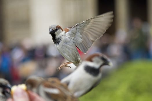 Sparrows being hand fed near Notre Dame de Paris, France