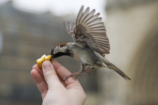 Sparrows being hand fed near Notre Dame de Paris, France