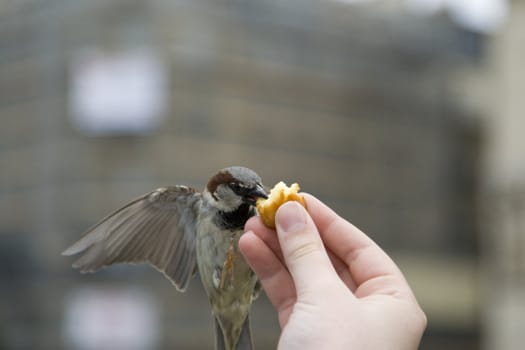 Sparrows being hand fed near Notre Dame de Paris, France