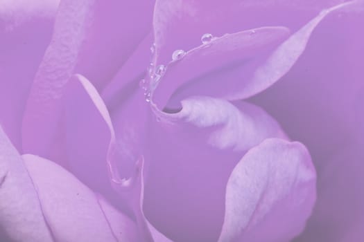 macro shot of water drops on  rose petals 