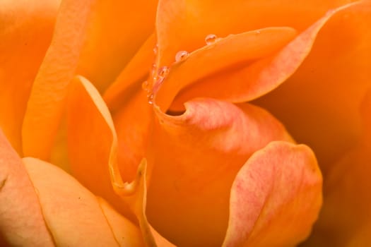 macro shot of water drops on  rose petals 