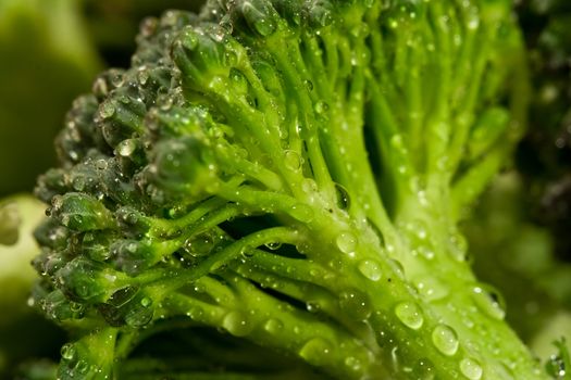 macro shot of water drops on fresh green broccoli