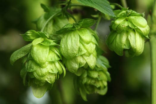 Plant hops close-up