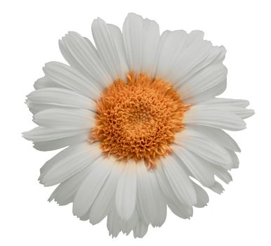 Large daisy isolated over a white background