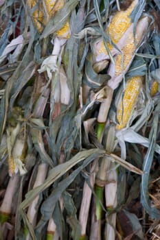 close up of field corn on the stalk