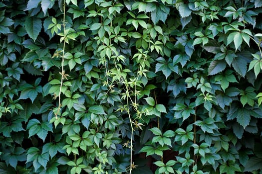 Green wall background. A lot of leaves. 