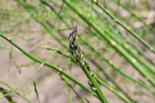 close up of some asparagus outside ready to harvest