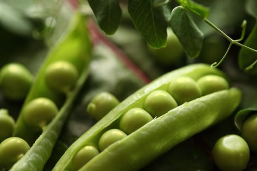 Close-up of fresh green pea 