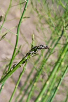 close up of some asparagus outside ready to harvest