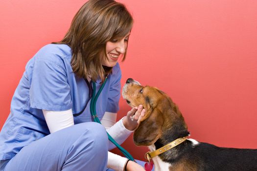 A veterinarian checking out a beagle dog. 