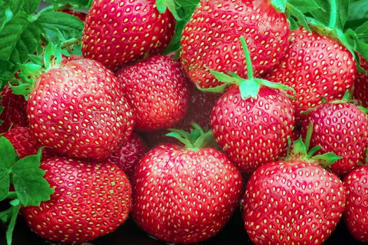 Heap of a lot of fresh red strawberries