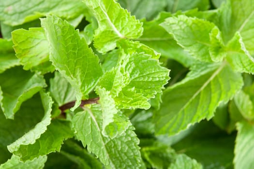 Mentha is a genus of flowering plants in the family Lamiaceae. Mint leaves closeup.