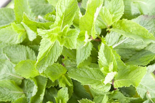 Mentha is a genus of flowering plants in the family Lamiaceae. Mint leaves closeup.