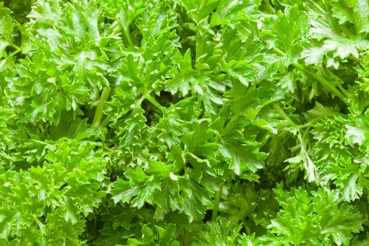 Parsley (Petroselinum) is a bright green biennial herb, often used as spice
