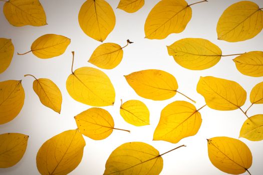 Yellow autumn leaves. Abstract beautiful backdrop for any purpose