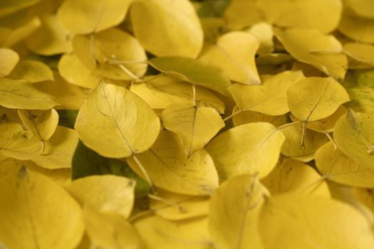 Yellow autumn leaves. Abstract beautiful backdrop for any purpose