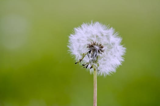 macro photo of a dandelion on a green grass background