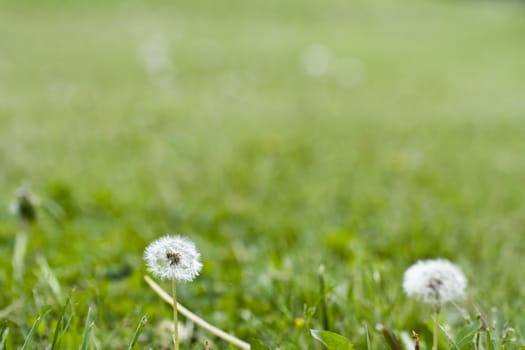 macro photo of a dandelion on a green grass background