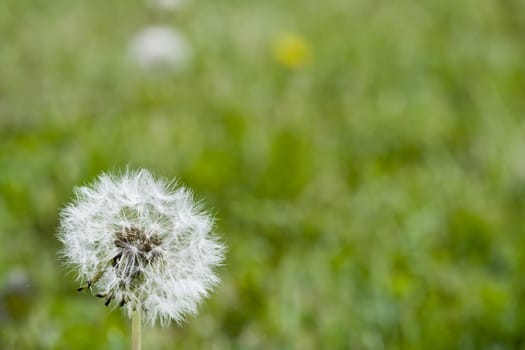 macro photo of a dandelion on a green grass background