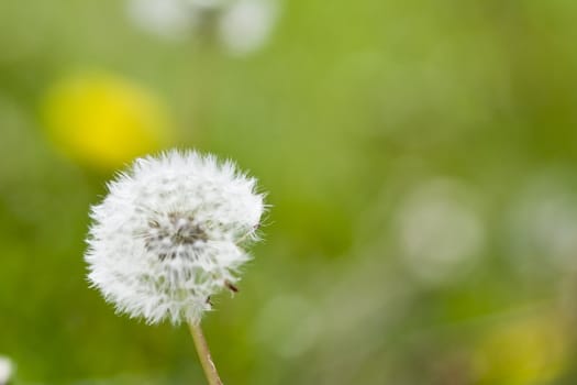 macro photo of a dandelion on a green grass background