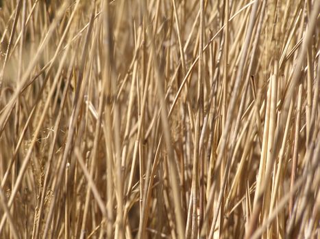 Greem grass meadow weed background