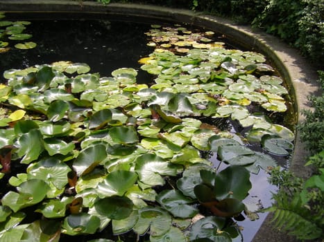 Water lily Nimphaea in a pond