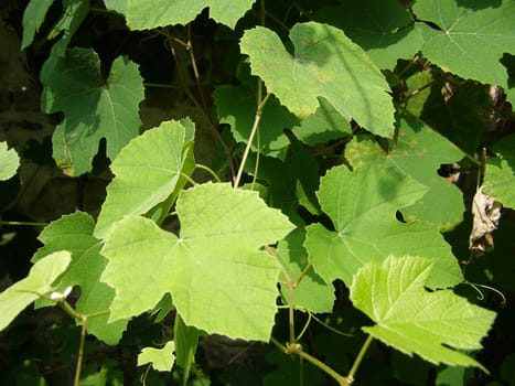 Vine vitis grapevine