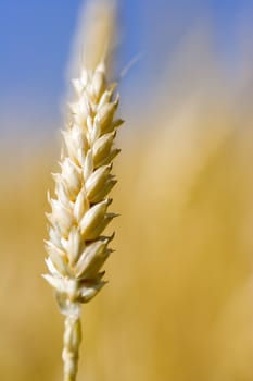 Close up of wheat nice detail background shallow depth of focus