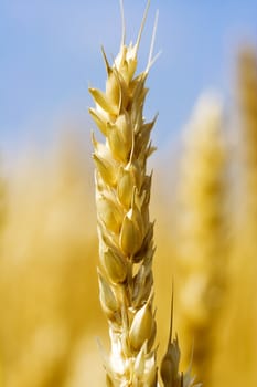 Close up of wheat nice detail background shallow depth of focus