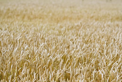 Close up of wheat nice detail background shallow depth of focus