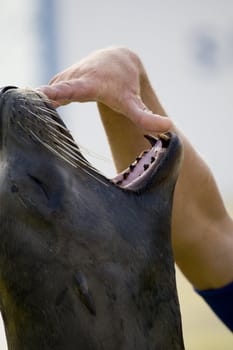 Seal with mouth open, Corfu, Greece