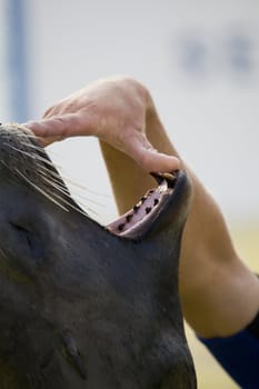 Seal with mouth open, Corfu, Greece