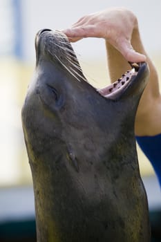 Seal with mouth open, Corfu, Greece