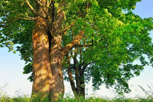Several of trees on the meadow in summer