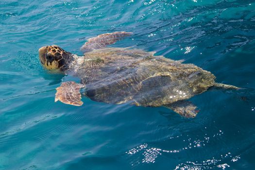 Loggerhead Sea Turtle swimming in the blue water near Zakynthos island - summer holiday destination in Greece