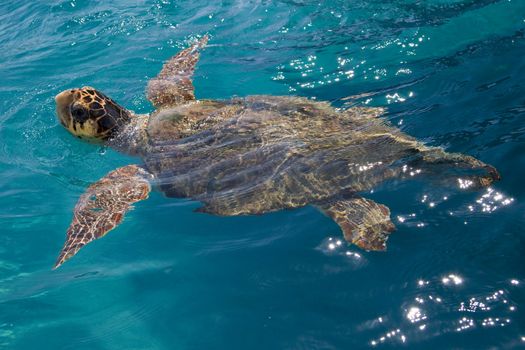 Loggerhead Sea Turtle swimming in the blue water near Zakynthos island - summer holiday destination in Greece